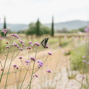 Fundraising Page: Clos du Val